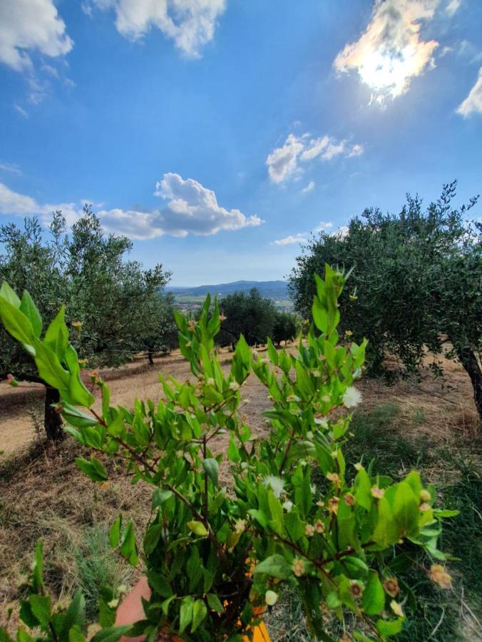Colle Del Mirto Villa Castelnuovo Cilento Luaran gambar