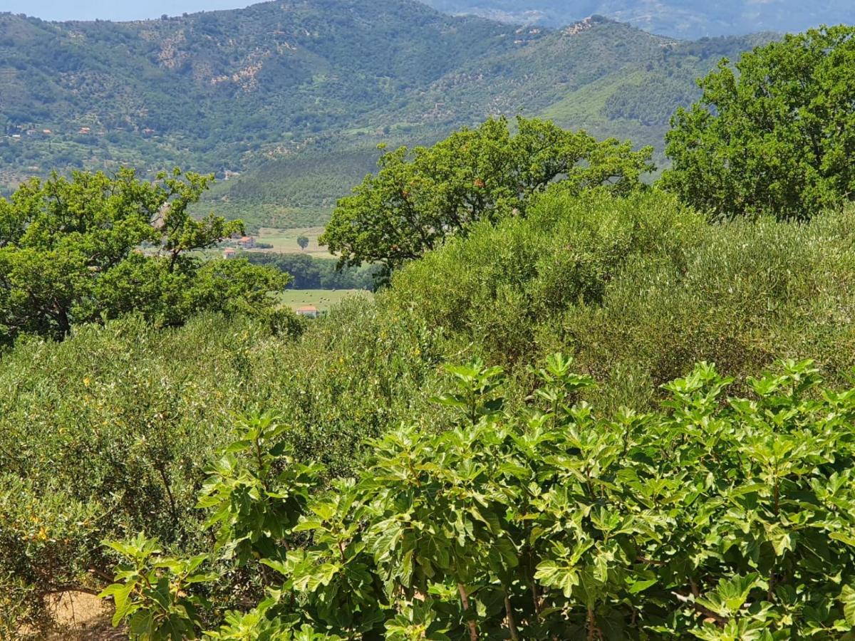 Colle Del Mirto Villa Castelnuovo Cilento Luaran gambar